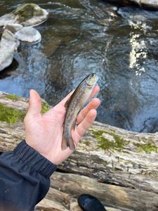Brown Trout