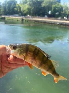 European Perch