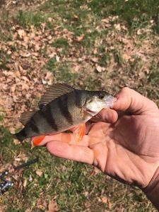 European Perch