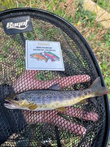 Brown Trout