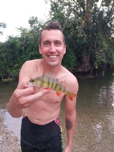 European Perch