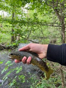 Brown Trout
