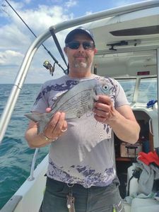 Black Seabream