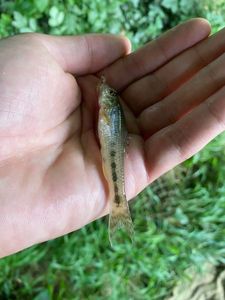 Gudgeon