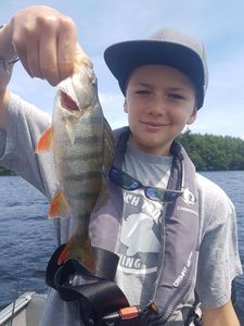 European Perch