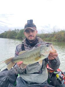 Largemouth Bass