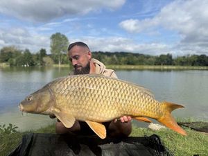 Common Carp