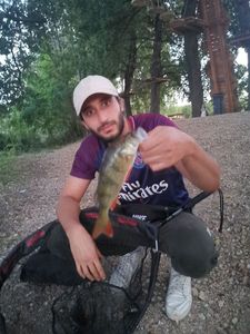 European Perch