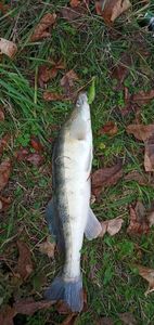 Zander