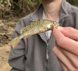 European Perch
