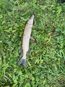 Northern Pike