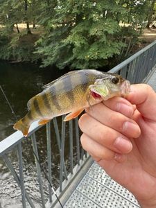 European Perch