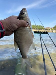 Common Bream