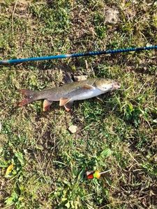 Barbel
