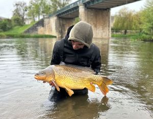 Common Carp