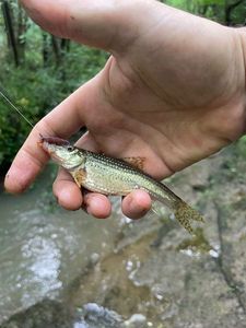 Gudgeon