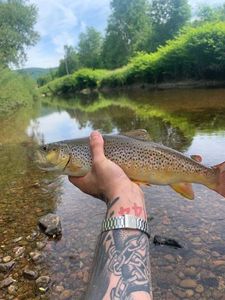 Brown Trout