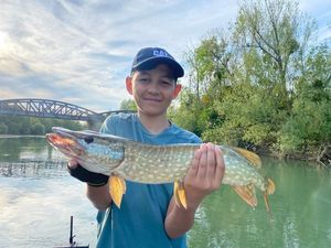 Northern Pike