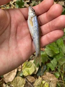 Gudgeon