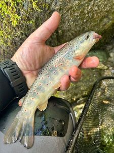 Brown Trout