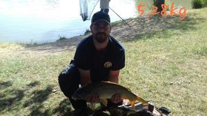 Common Carp