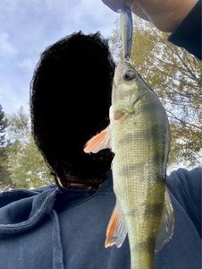 European Perch