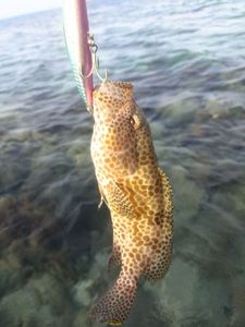 Honeycomb Grouper