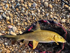 Barbel