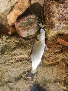 European Bass (Seabass)