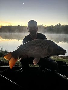Common Carp