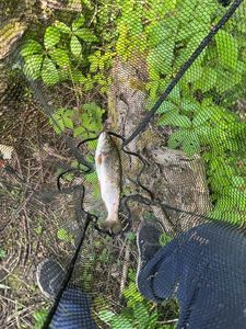 Rainbow Trout