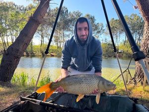 Common Carp
