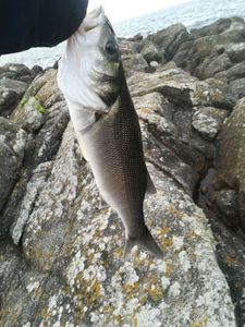 European Bass (Seabass)