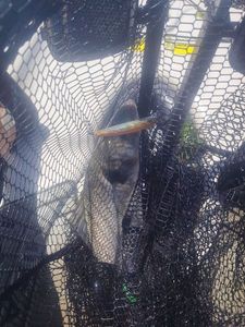 European Bass (Seabass)