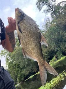 Common Bream
