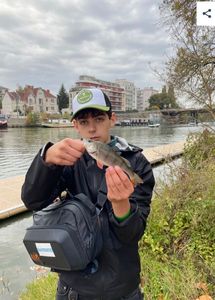 European Perch