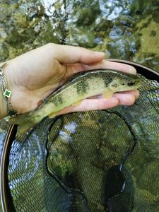 Brown Trout
