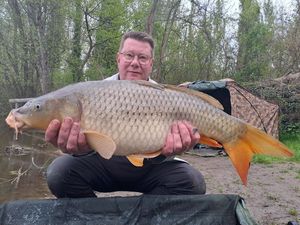 Common Carp