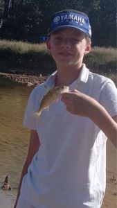 Yellow Perch