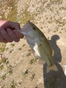 Largemouth Bass