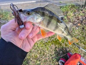 European Perch