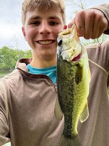 Largemouth Bass