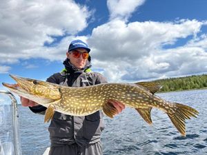 Northern Pike