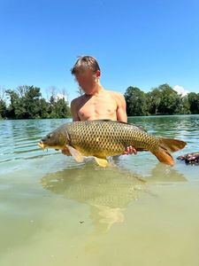 Common Carp