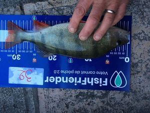 European Perch