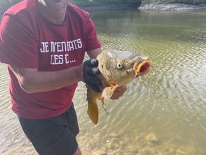 Common Carp