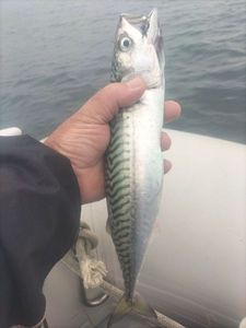 Mackerel