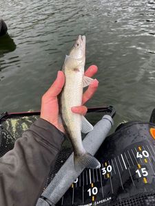 Zander