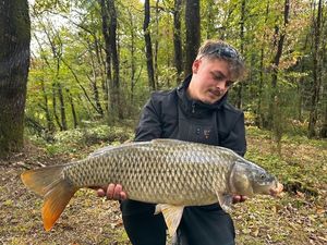 Common Carp