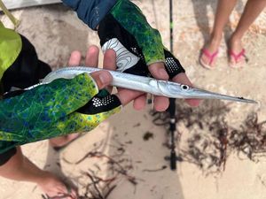 Bluespotted Cornetfish